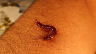 Dev kırkayak bir insana (Egzotik Veteriner) zarar vermeden sürünür. Bu böcekler kendilerini tehdit eden bir şey hissetmedikçe ısırmazlar. Kırkayaklar yırtıcı eklembacaklılardır, Chilopoda.