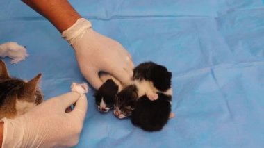 Veteriner göbek bağını kestikten sonra göbek bağını dezenfekte eder (kordonları birbirine dolanmıştır) Yavrular arka bahçemde doğmuştur ve anneleri onları almaya hazırdır. Hayvan veterineri