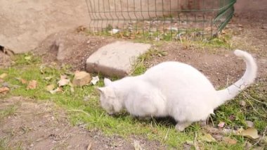 Beyaz kedi fare yiyor. İlk başta, kedi tarlada fareleri öldürdü ve onu bize hediye olarak evin bahçesine getirdi. Avcı ve av. Bu yaşam döngüsü. Vahşi yaşam, vahşi doğa.