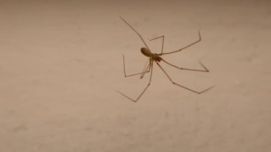 Beyaz arka planda izole edilmiş ağda yürüyen bir mahzen örümceği. Örümcek yuvasını çamaşır odasında, uzatma borularının arasına kurmuş. Yakından örümcekler. Böcekler, böcekler. Böcekler, böcekler. Hayvanlar, hayvanlar.