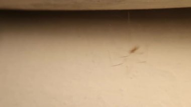 Mahzen örümceği dans eder, zıplar. Örümcekler düşmanları korkutmak ve çiftleşmek için bir savunma mekanizması olarak dans ederler..