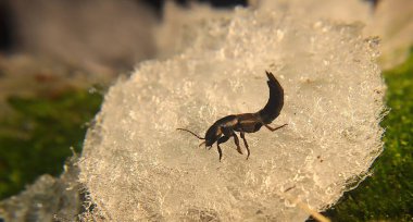 Beetle emerges from hibernation in early spring when the snow and ice melts. Devil's coach-horse beetle (Ocypus olens), Hornet rove beetle (Velleius dilatatus) | Insects, Insect returns from the dead clipart