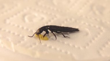Şeytan 'ın at arabası böceği (Ocypus olens) güve larvalarını avlar. Beyaz arka planda yaban arısı gezgin böceği (Velleius dilatatus) izole edilmiştir. Böcekleri kapatın, vahşi yaşam içinde böcekler