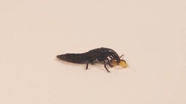 Şeytan 'ın at arabası böceği (Ocypus olens) güve larvalarını avlar. Beyaz arka planda yaban arısı gezgin böceği (Velleius dilatatus) izole edilmiştir. Böcekleri kapatın, vahşi yaşam içinde böcekler