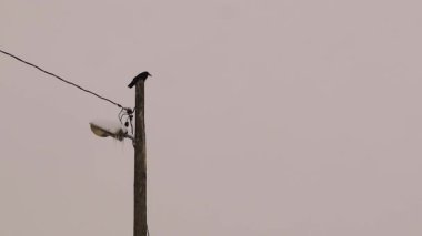 Rok karga bir sokak lambası direğinde oturur. Kar taneleri yavaşça etrafını sarar ve huzurlu bir kış manzarası yaratır. Dakikalar sonra, karga uçar, soğuk ve karlı atmosferde süzülür..