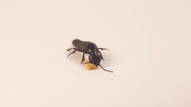 Şeytan 'ın at arabası böceği (Ocypus olens) güve larvalarını avlar. Beyaz arka planda yaban arısı gezgin böceği (Velleius dilatatus) izole edilmiştir. Böcekleri kapatın, vahşi yaşam içinde böcekler
