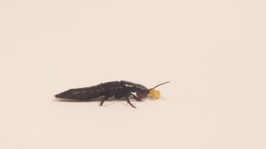 Şeytan 'ın at arabası böceği (Ocypus olens) güve larvalarını avlar. Beyaz arka planda yaban arısı gezgin böceği (Velleius dilatatus) izole edilmiştir. Böcekleri kapatın, vahşi yaşam içinde böcekler