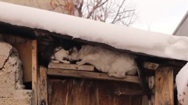 Küçük kedi yavrusu soğuk bir bölgedeki terk edilmiş karla kaplı bir evde annesini bekliyor. Anne kedi geri döner, kedisini emzirir ve nazikçe yalarlar. Yürek ısıtan bir hayatta kalma ve bakım anı yaratır.
