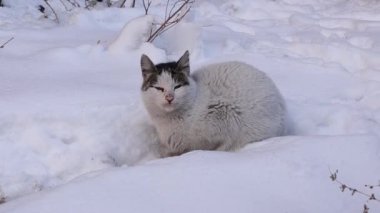 Soğuk bir kış günü, sakin bir ormanda, karın ortasında yalnız bir kedi sessizce oturur. Soğuk hava ve karlı çevre kedinin dayanıklılığını ve sert koşullarda doğanın güzelliğini vurgular.