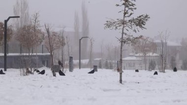İnekler (Batı karga, Kale, Kapüşonlu karga) karlı ve gurulu bir bahçede yiyecek arıyorlar. Eşsiz bir kar banyosu yapan kuzgun görüntüsünü de içeriyor. Büyüleyici, sakin bir kış ortamı yaratıyor.