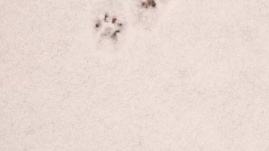 Karda kedi pençesi izleri, benzersiz bir kedi stratejisi yüzünden üst üste binen izler. Kediler, kar sürtünmesini en aza indirmek için bir pençeleriyle birbirlerinin üzerine basarak olağanüstü adaptasyonlarını sergilerler.