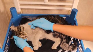 Dışarıda -15C dondurucu soğukta zayıf bir kedi buldum. Bir veteriner olarak, onu evime getirdim, ısıtıcının yanına koydum, ve dekstroz serumunu ilk yardım olarak verdim, ama maalesef aynı gün öldü..