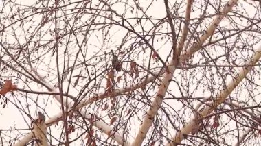 Blue tit hops between seed-bearing branches, chirping as snow falls in winter, searching for food among the willow tree seeds. A mesmerizing natural scene showcasing the beauty of wildlife.