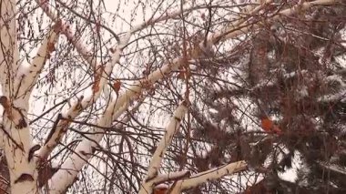 Flock of blue tits hopping between seed-bearing branches, chirping as snow falls. A mesmerizing winter scene showcasing the beauty of wildlife and bird behavior in their search for food.