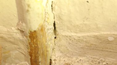 Kaldırım karıncalarının (Tetramorium caespitum) bir evin içinde duvar çatlağına girip çıkmaları. Bu çekim tipik bir iç istila davranışı gösteriyor, böcek kontrolü ve eğitim içeriği için ideal..