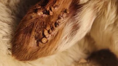 Bir kuzu kulağından beslenen büyük bir kene kümesi şiddetli bir istilayı vurguluyor. Kırsal bölgelerdeki hayvan ve insan sağlığına yönelik zoonotik tehditleri ortaya çıkaran güçlü bir makro sahne.