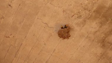 Çamur taşında bir kırlangıç çifti yavruları beslerken diğeri nöbet tutuyor. Takım çalışması ve aile bakımının dokunaklı bir gösterisi. Vahşi yaşam, aile ve eğitim içeriği için harika..