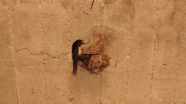 Çamur kırlangıcı, gagasında bir tavuk tüyü tutarak çamur yuvasına döner. Kuş zekası ve yuva kurma içgüdüsü gösteren büyüleyici bir davranış. Doğa ve bilim temaları için mükemmel