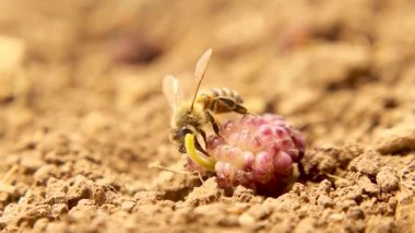 Bir arı taze düşmüş dut meyvesinden tatlı meyve suyu içer. Bu makro an olgun meyve üzerinde böcek besleme davranışını yakalar, doğa, biyoloji veya çevresel hikaye anlatma için idealdir..