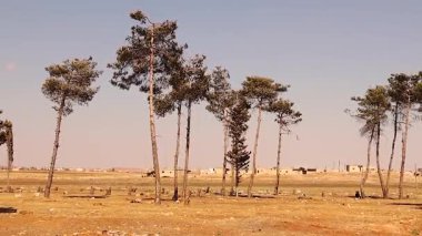 Savaştan yara almış bir orman ayakta kalan sadece birkaç ağacı gösteriyor, gerisi kütüğe indirgenmiş. Çatışmanın doğaya olan zararını hatırlatan rahatsız edici bir şey. Çevre, belgesel veya savaş karşıtı içerik için ideal.