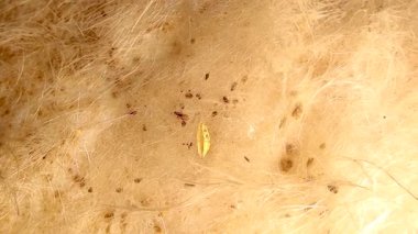 Kanla beslenmek için köpek kürkünden geçen bir pirenin makro görüntüsü. Veterinerlik, parazitoloji, haşere kontrolü ve hayvan sağlığı farkındalığı için mükemmel..