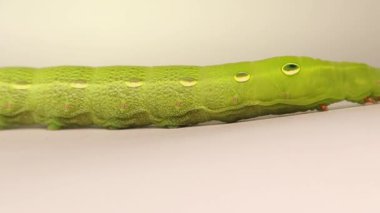 Beyaz arka planda yürüyen bir fil şahin güvesi larvasının son derece detaylı makro görüntüsü. Keskin görüntü kalitesi sayesinde, aşırı netlik her vücut parçasındaki spiralleri ortaya çıkarıyor..