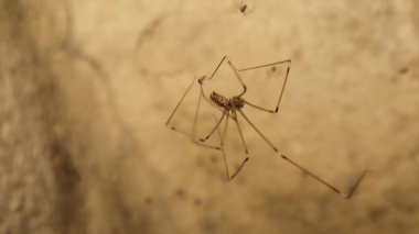 Dişi mahzen örümceği, beslenmeden önce ipek, bacak ve sivri dişleri titizlikle kullanarak tuzağa düşürür. Yumurtadan yeni çıkan örümcekleri arka planda belirdi. Örümcek avı davranışı.