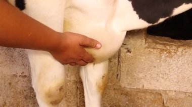 Veteriner, travmatik perikardit geçiren bir ineği muayene ediyor. Göğsündeki şişlik, retikulumdan kalbe doğru giden yabancı metalik bir cisimden kaynaklanıyor..