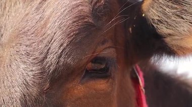 Sağlıklı bir Holstein ineğinin aşırı yakın çekimi. Temiz kornea, yansıtıcı yüzey ve detaylı kirpikler. Veterinerlik, tarım belgeselleri ya da eğitici hayvan bakımı içerikleri için kullanışlı.