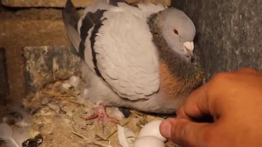 Veterinerlerin eli yuvaya yaklaşırken bir posta güvercini yumurtalarını korur. Kuş daha büyük görünmek için şişer, gagalar ve kanat çırpar. Annelik korumasının ve içgüdülerinin doğal bir göstergesi..