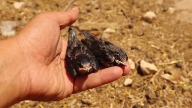 Veteriner yuvalarından düşen iki bebek kırlangıcı nazikçe tutar ve onları güvenli bir şekilde geri götürmeye hazırlar. Vahşi yaşamı kurtarmanın, kırılgan yaşamın ve doğal böcek kontrolünün dokunaklı bir sembolü..