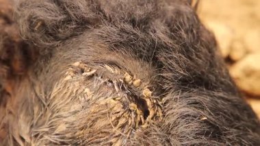 Veteriner, uzak bir bölgede lokal anestezi altında subkonjonktival enjeksiyon kullanarak koyun gözünü kornea opaklığı ve keratokonjonktivit ile tedavi ediyor. 2 hafta içinde tamamen iyileşecek. Veteriner tıbbı