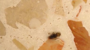 Böcek ilacı zehirlenmesinden sonra ölen bir sineğin baş aşağı dönmesi. Böcek ölümünün güçlü sembolü, haşere kontrolü, zehirli kimyasallar, hijyen, istila ve sağlık sorunları.