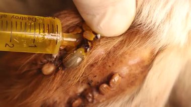 Veteriner, yağ ve cımbız kullanarak köpek kulağından keneyi dikkatlice çıkarır. Petrol keneyi boğuyor, çıkartmayı güvenli ve temiz yapıyor. Veterinerlik ve hayvan sağlığı farkındalığı için ideal..