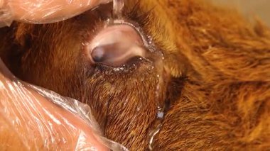 Veteriner, kornea fibrovasküler granüloma (pannus / yüzeysel keratit) tarafından etkilenen koyun gözü üzerinde tam olarak subkonjonktival enjeksiyon yapıyor. 2 ay içinde tamamen iyileşecek. Veteriner tıbbı.