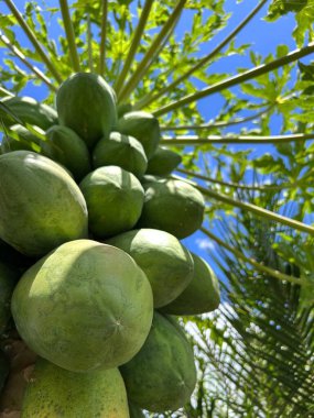 Parlak mavi bir gökyüzüne karşı yemyeşil yapraklarla dolu uzun bir papaya ağacının kümelerinde büyüyen canlı yeşil papayaların yakın görüntüsü bolluğu ve tropikal tarımı temsil eder..