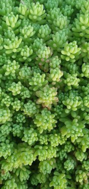 Yakından bakınca yemyeşil sulu bitkilerin yoğun ve desenli bir arka plan oluşturduğunu görüyoruz. Doğa temalı tasarımlar, arka planlar ve duvar kağıtları için. Çevresel kavramlar, botanik çizimler ve taze, organik estetikler için.