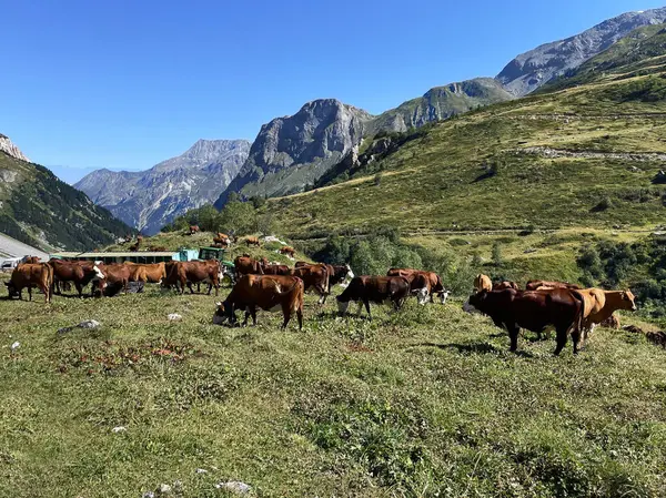 İnek ve kırsal alp çiftlikleri Vanoise Ulusal Parkı, Hautes Alps, Fransa