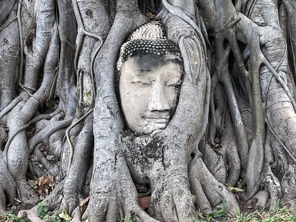 Знаменитая Голова Будды Корнях Дерева Бодхи Заросших Джунглях Ват Маха Лицензионные Стоковые Фото