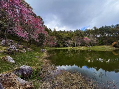 Doi Inthanon Ulusal Parkı 'nın canlı ekosistemi, Mae Hong Son döngüsü, Kuzey Tayland