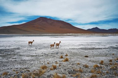 Bolivias Altiplano, Reserva Eduardo Avaroa, Uyuni, Bolivya 'daki Eşsiz Çöl Ekosistemleri' ndeki Vicuna