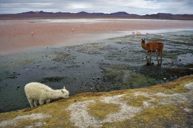 Llamas in Laguna Colorada Habitat - Reserva Avaroa, Uyuni, Bolivia clipart