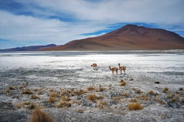 Bolivias Altiplano, Reserva Eduardo Avaroa, Uyuni, Bolivya 'daki Eşsiz Çöl Ekosistemleri' ndeki Vicuna