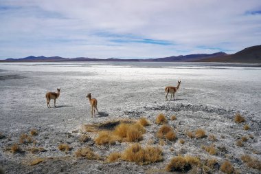 Laguna Blanca Ekosistemindeki Vicuna Bolivias Altiplano, Rezerv Eduardo Avaroa, Uyuni, Bolivya