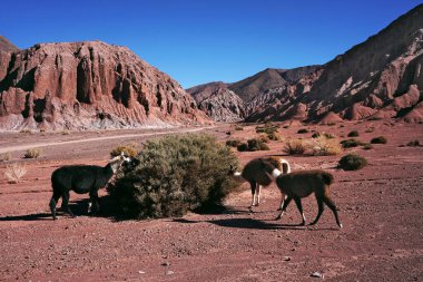 Lama ve gökkuşağı tepeleri vadide del arcoiris, San Pedro de Atacama