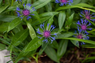 Dağ bluet 'unun kalın bir parçası, çok popüler bir bahçe. Britanya-Kolombiya 'da, bahçelerden, çayırlardan, otlaklardan, yol kenarlarından ve rahatsız bölgelerden kolayca kaçabildiği için istilacı olarak kabul edilir..