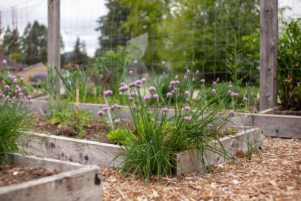Flowering Chive plants spill over the side of a raised garden bed into the walkways. Beautiful flowers dot the garden landscape and readily spread.
