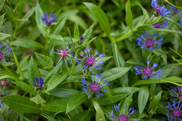 stock image A thick patch of Mountain bluet, a popular garden perennial. In British-Columbia, it's considered invasive as  it easily escapes gardens and invades meadows, pastures, roadsides and disturbed areas.