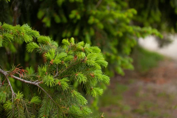 Fresh tips on a Spruce tree. Bright green growth in the Spring, Spruce tips are edible and can be made into medicinal syrups, added to salads, or pickled.
