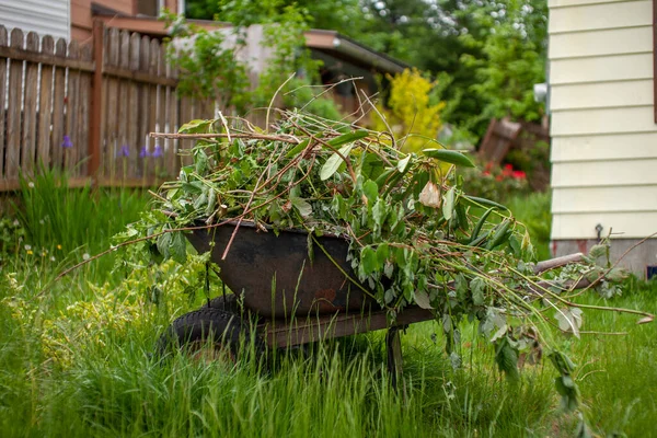 Ένα Πλήρως Φορτωμένο Καρότσι Κλαδεμάτων Κήπου Συμπεριλαμβανομένων Των Blackberry Brambles Φωτογραφία Αρχείου